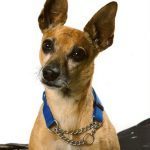 001___July-2020__Louis-Rios__Chihuahua-150x150-1