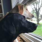 001___June-2020__Viktor-and-Lilly-150x150-1