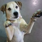 001___March-2020__Toby-Davidson__Pit-Bull-Mix-150x150-1