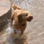 002___February-2020__Teddy-Farraj__Mini-Goldendoodle-150x150-1