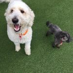 003___January-2020__13__Snoop-and-Bentley_Labradoodle-and-Maltipoo-150x150-1