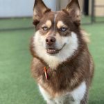 004___December-2019__Harley-Alter__Pomsky-150x150-2