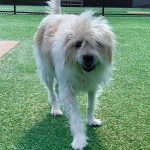005___November-2019___Ruby-Wentzel__Terrier-Mix-150x150-1