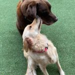 006___October-2019__Rudi-Maggie-Rabaut__Chocolate-Lab-and-Golden-Retriever-150x150-1