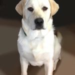 007___September-2019__Gibbs-Van-Belle__Yellow-Lab-150x150-1