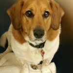 008___August-2019__Sammy-Presley__Beagle-Mix-150x150-1