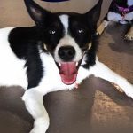 009___July-2019___Stanley__Rat-Terrier-Mix-150x150-1