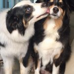 010___June-2019__Gracie-And-Declan__Australian-Shepherds-2-150x150-1