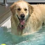 011___May-2019___Bailey-V__Golden-Retriever-150x150-1