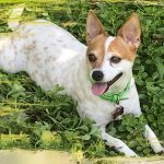 012___April-2019__Brandi-A__Jack-Russel-Terrier-Mix-150x150-1