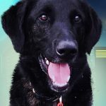 013___March-2019___Bruce-Wayne__German-Shepherd-150x150-1