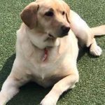 014___February-2019__Kaia-Hartwig__Yellow-Lab-150x150-1