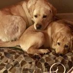 015___January-2019__Ozzy-and-Joey__Yellow-Labs-150x150-1