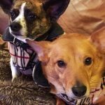 016___December-2018__George-and-Cosmo__Welsh-Corgi-Cardigan-150x150-1