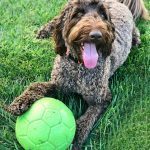 017___November-2018___Lilo__Chocolate-Golden-Doodle-150x150-1