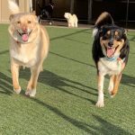 018___October__2018__Elvis-and-Eleanor-__Border-Collie-Mix-and-Rat-Terrier-Mix__-150x150-1