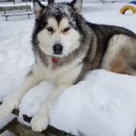 019___September-2018__Mya-R___Malamute-150x150-1