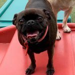 0209__October-2020__Opal-V.__Puggle-150x150-1
