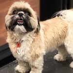 020___August__2018___Calli-S__Shih-Tzu-150x150-1