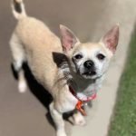 0211__January-2021__Papi__Chihuhua-150x150-1