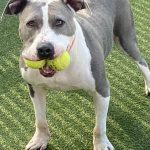 0212__February-2021__Saddler-L.__Pit-Bull-Bassett-Hound-Mix-150x150-1