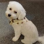 0217__Teddy-Bear__July-2021__bICHON-FRISE-150x150-1