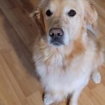 0218__Sansa-Heuer__August-2121__golden-Retriever-150x150-1