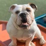 0220__Lucy-Kaminski__Bulldog-150x150-1