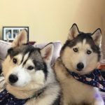 0222__Bella-and-Ti__December-2021__Huskies-150x150-1