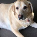 022___June-2018__Maggie-T__Yellow-Lab-150x150-1