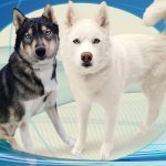 0231__Aspen-and-Maverick-Warren__Husky-and-Sled-Dog-150x150-1