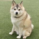 0232__Ghost__Pomsky-150x150-1