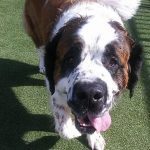 0233__Milo-Wojcik__St-Bernard-150x150-1