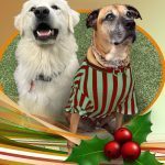 0234__Max-and-Kylo-Hurst__Shepherd-Mix-and-Great-Parranees-150x150-1