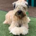 0235__Gracie-Lambert__Soft-Coated-Wheaton-Terrier-150x150-1