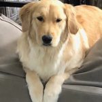 0236__Callaway__Golden-Retriever-150x150-1