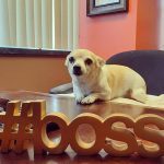 March, 2023 All Employee Dogs