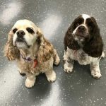 0238__Lady-and-Charlotte-150x150-1