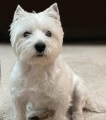0239__Maddie-Lawless__West-Highland-Terrier-scaled