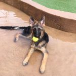 023___March-2018__Santo__German-Shepherd-150x150-1