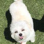 023___May-2018__Sadie-W__honey-bear____coton-de-tulear-shi-tzu-maltese-mix-2-150x150-1