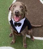 0240__Potato__Chocolate-Lab-scaled