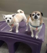 0241__Earnest-and-Odie-scaled