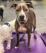 0242__Missy-__Pit-Bull-scaled