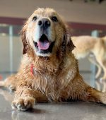 0243__Jameson-Ballor__Golden-Retriever-scaled