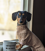 0244__Slinky__Mini-Dachshund