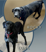 0245__Rocky-and-Luna__Labradors