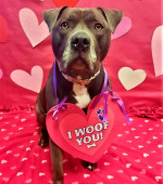 0246__Blue-Harding__Pitbull