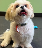 0247__Charlie-Meech__Shih-Tzu