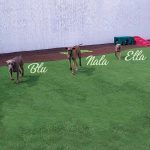 024___April-2018__Blu-Nala-Ella___Weimaraners-150x150-1